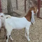 تيوس هولنديه مشروع فحل