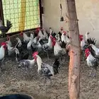 للبيع دجاج وديوك فيومي