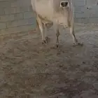 بسم الله ولا قوة الا بالله بقرة المانية بيور براون