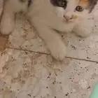 قطة للتبني