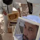 عسل طلح مظمون