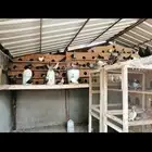 حمام للبيع