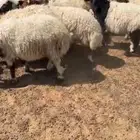 للبيع خرفان العدد10