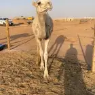 بكره مفروده