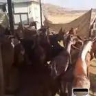 معزاء للبييع