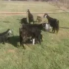 معزا مواليد