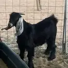 تيس مغلق فل شحم البيع عجل