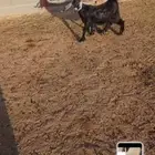 تيس ذبيحه للبيع