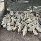 فراخة بط بكيني