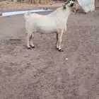 فحل بيشي فاخر ومنتج