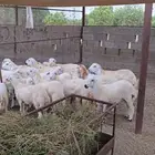 ذبايح