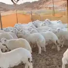 ذبايخ فاخره من الطايف