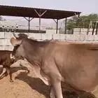 بقر للبيع