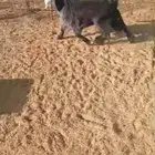 جفره 6 شهور مقنوي طيبه البيع سمح