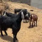 فحل عارضي تباله والثنيه