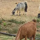 معزا للبيع في خثعم