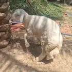 خروف حري مستقبل فحل فاخر