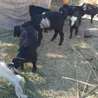 تيوس للبيع. محافظة العلا