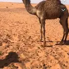للبيع