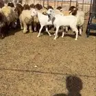 تيوس مخاصي