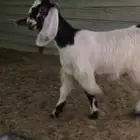 للبيع جفره طيبه