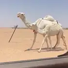 عشرا وضحاء طيبه