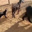 عنز تحتها جفره سوم 1020
