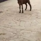 تيس لباني