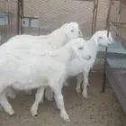 طليان حريات صنف