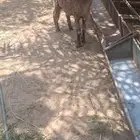 خروف حري بنجدي فاخر