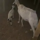حريه متبع