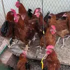 دجاج فرنسي احمر بيور