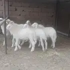 بهم حري تربيه صنف
