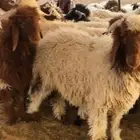 نعيم وتيوس ذبايح