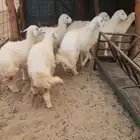 مذابح للبيع