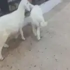 خرفان حري