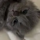 قطوه