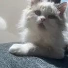 قط شيرازي ذكر للبيع