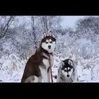 سيبيرين هوسكي