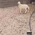 رخل لبانية