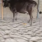 بقرة مميت للبيع السن رباع