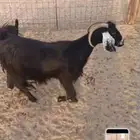 عنز خلفه