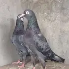 حمام باكستاني توووب