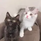قطط صغيره