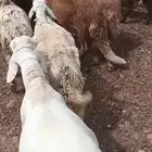 غنم سواكني ابيض و احمر