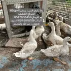 بط بكيني قريب يبيض