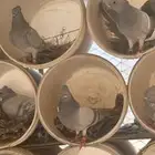مطلوب حمام سليطي أو سليتي
