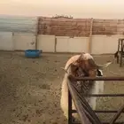 فحل نعيم للبيع ثني