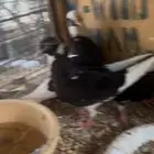 سبعه اجوز حمام قلابي