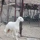 طلي مشروع فحل